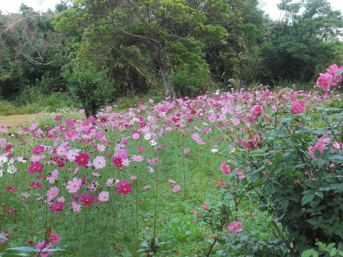 Matayoshi Coffee Farm Higashi Exterior foto