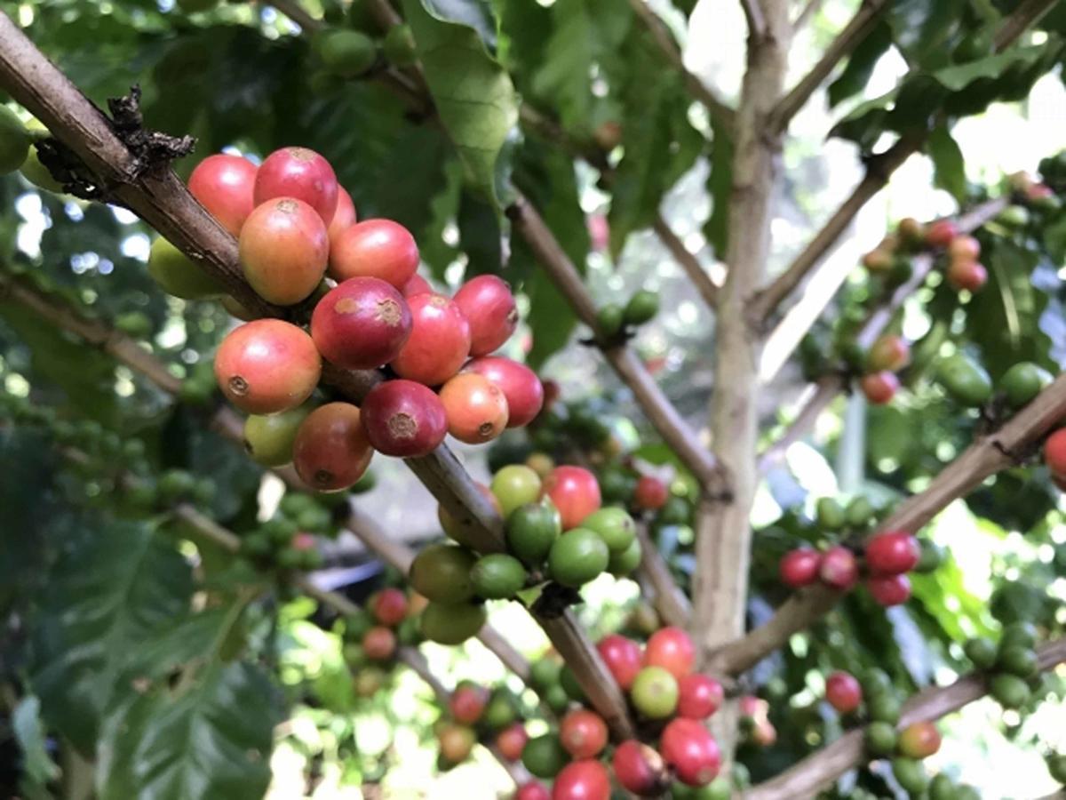 Matayoshi Coffee Farm Higashi Exterior foto