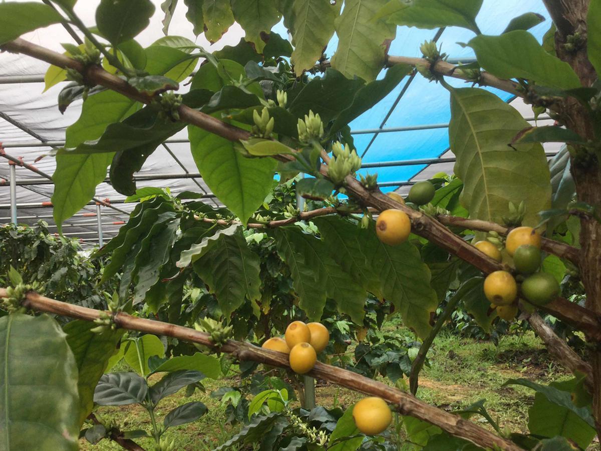Matayoshi Coffee Farm Higashi Exterior foto